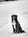 Black Stray Dog Sitting on The Street Royalty Free Stock Photo
