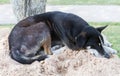 A Black Stray dog sleep on the sand.