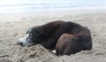 Black stray dog sleeping on the beach