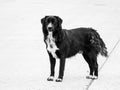 Black Stray Dog Standing Royalty Free Stock Photo