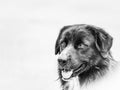 Black Stray Dog Standing Royalty Free Stock Photo