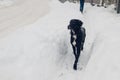 Black stray dog walking on winter street after snow storm. Homeless animal running outdoors during blizzard Royalty Free Stock Photo