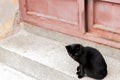 Black street cat. Royalty Free Stock Photo