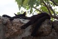 Black street cat resting on a wall with fig tree Royalty Free Stock Photo