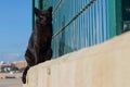 Black street cat sitting on a concrete slab. stray cat. Royalty Free Stock Photo