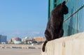 Black street cat sitting on a concrete slab. stray cat. Royalty Free Stock Photo