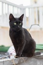 Black street cat sitting on a trash can. vertical shot. Royalty Free Stock Photo