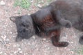 Black street cat sleeping. Royalty Free Stock Photo