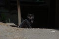 black street cat Royalty Free Stock Photo
