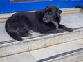 Black street dog resting on the stairs Royalty Free Stock Photo