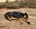 Black Street Dog Sleeping On The Mountain Royalty Free Stock Photo