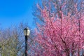 Street Light at Rainey Park next to Beautiful Pink Crabapple Trees during Spring in Astoria Queens New York Royalty Free Stock Photo