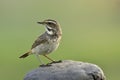 black stripe marking on chest is the identity of female form on Bluethroat, small bird which migrates down to Thailand during Royalty Free Stock Photo