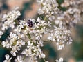 Black striped beetle on white flower