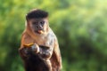 Black-striped Capuchin Monkey eating fruit Royalty Free Stock Photo