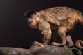Black-striped Capuchin Monkey Royalty Free Stock Photo