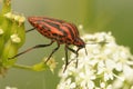 black striped red shieldbug on a white flower Royalty Free Stock Photo