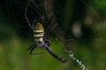 a black-striped yellow spider with medium-length legs on its web Royalty Free Stock Photo