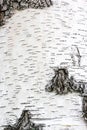 Black stripes, pattern of birch bark, birch bark texture natural background paper close-up, birch tree wood texture, natural birch Royalty Free Stock Photo