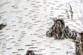 Black stripes, pattern of birch bark, birch bark texture natural background paper close-up, birch tree wood texture, natural birch