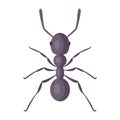 Black strong ant on a white background.