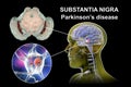 Substantia nigra, a basal banglia of the midbrain, in Parkinson's disease, 3D illustration Royalty Free Stock Photo
