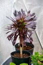 Black succulent plant Aeonium arboreum Schwarzkopf Black Rose growing in winter greenhouse