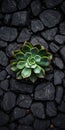 Black Succulent Plant On Rocky Wall Mat Collishaw Inspired Photography Royalty Free Stock Photo