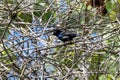 Black sunbird or Leptocoma aspasia observed in Waigeo in West Papua, Indonesia Royalty Free Stock Photo