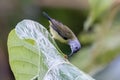 Black sunbird or Leptocoma aspasia seen in Nimbokrang in West Papua, Indonesia Royalty Free Stock Photo