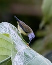 Black sunbird or Leptocoma aspasia seen in Nimbokrang in West Papua, Indonesia Royalty Free Stock Photo