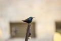 Black - Sunbird