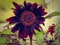 Black Sunflower in the Garden