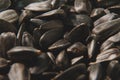 Black sunflower seeds background. Royalty Free Stock Photo