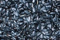 Black sunflower seeds