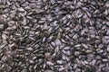 Black sunflower seeds background Royalty Free Stock Photo