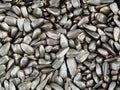 Black sunflower seeds fill background. Close-up Royalty Free Stock Photo