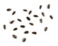 Black sunflower seeds isolated on white background. Harvest time agriculture farming.