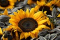 black sunflower seeds production process Royalty Free Stock Photo