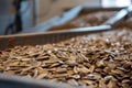 black sunflower seeds production process Royalty Free Stock Photo