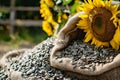 black sunflower seeds production process Royalty Free Stock Photo