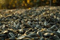 black sunflower seeds production process Royalty Free Stock Photo