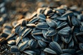 black sunflower seeds production process Royalty Free Stock Photo