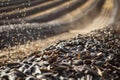 black sunflower seeds production process Royalty Free Stock Photo
