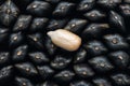 Black sunflower seeds. For texture or background close up Royalty Free Stock Photo