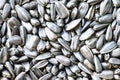 Black sunflower seeds. For texture or background . organic sunflower seed for background uses Royalty Free Stock Photo