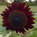 Black Sunflower