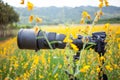 Black super telephoto lens and digital camera body on tripod in yellow flower field