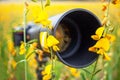 Black super telephoto lens and digital camera body on tripod in yellow flower field