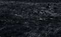 Black surface of the rural field with a burned grass. Effects of grass fire on soils. Charred grass after a spring fire. Royalty Free Stock Photo